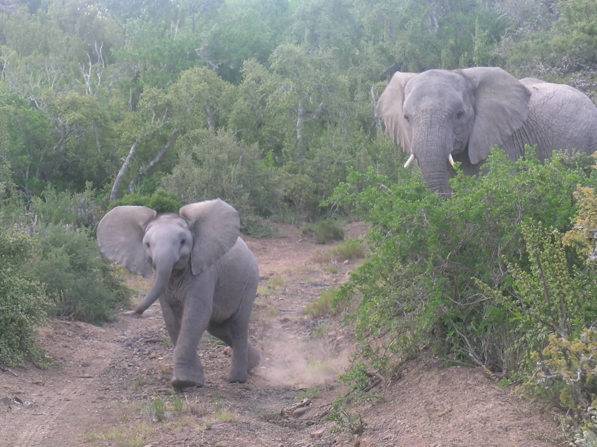Un elephant surveille sous petit qui avance joyeusement vers l'objectif de l'appareil