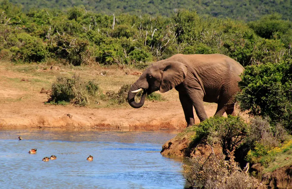 Elephant s'abreuvant dans un point d'eau du Addo Elephant Park en Afrique