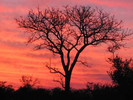 arbre sans feuillage derrière un ciel rouge au coucher de soleil 