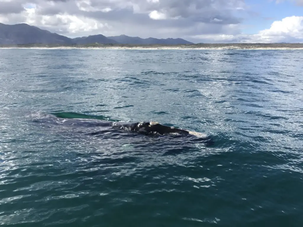 Baleine flottant pésiblement dans l'océan dans la région d'Hermanus