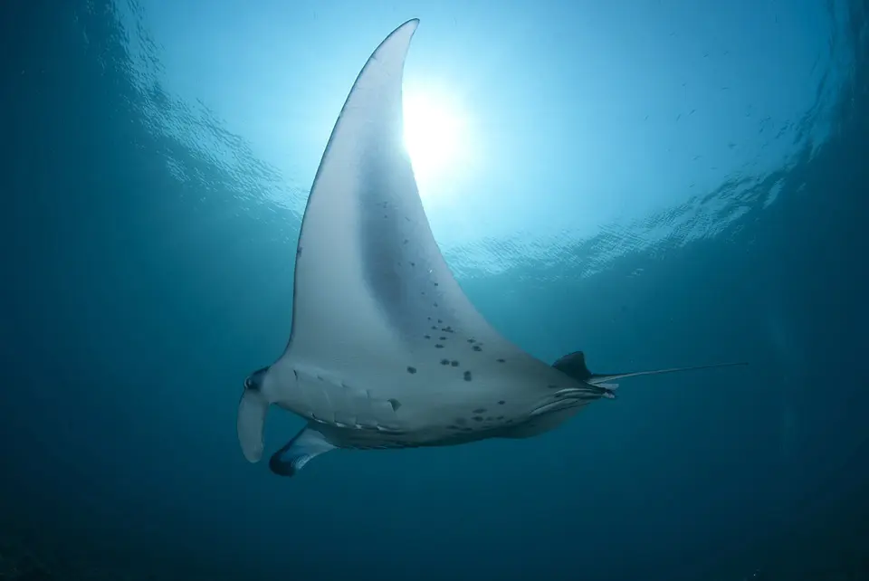 Une raie manta majestueuse proche de la surface de l'eau
