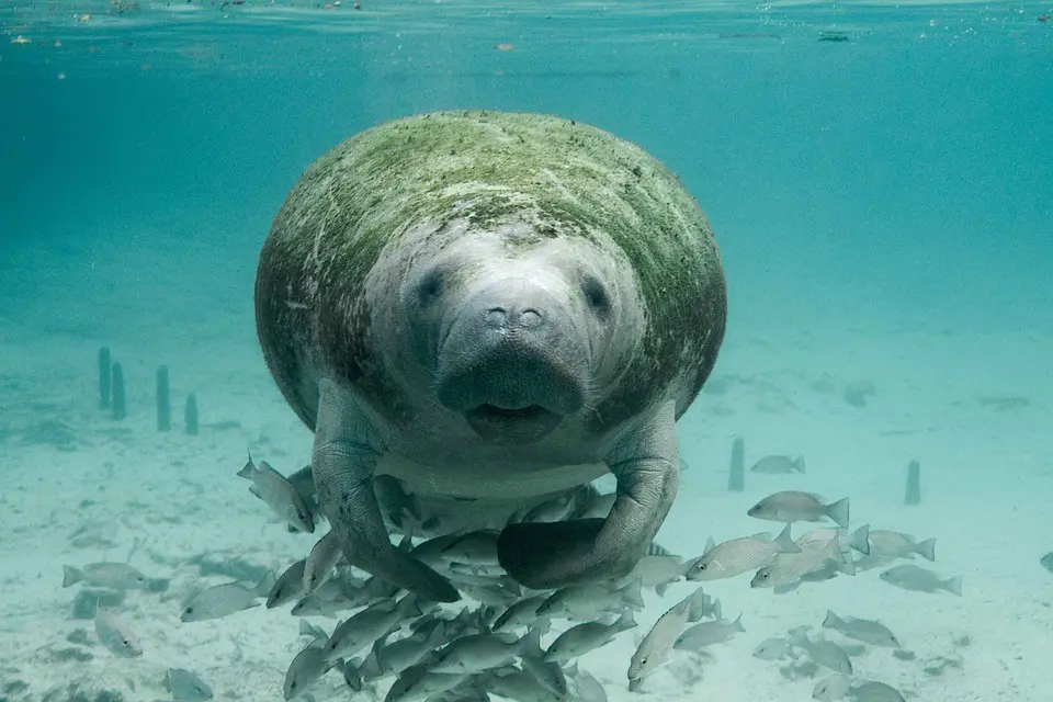 Un dugong vue de face dans les eaux des îles de Quirimbas