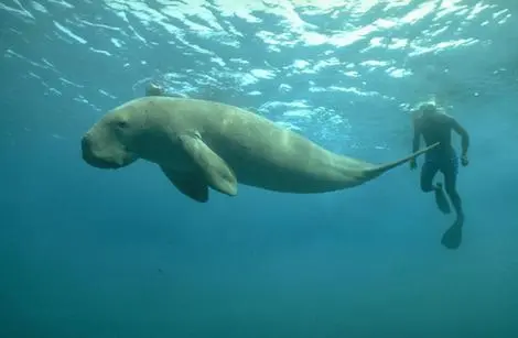 Un dugong évolue dans son milieu naturel avec un plongeur à ses côtés