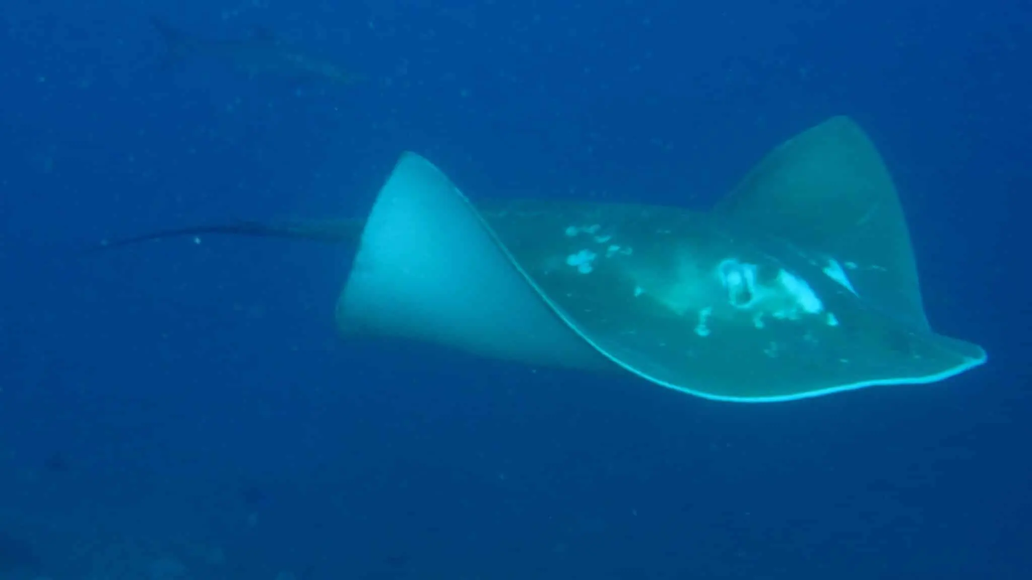 une raie manta en train d'évoluer dans les eaux chaudes du mozambique