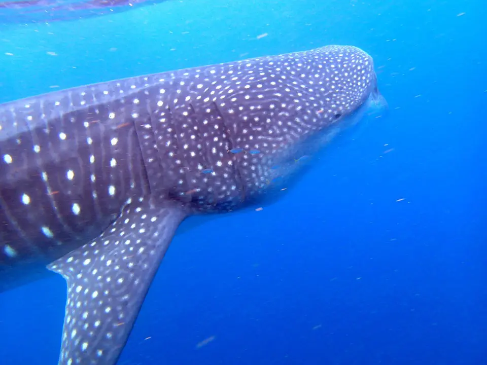 un requin baleine évolue dans les eaux de tofo riches en biodiversité
