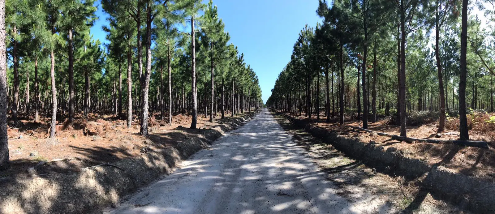 Incroyable univers forestier situé dans la reserve naturelle de Tsitsikamma