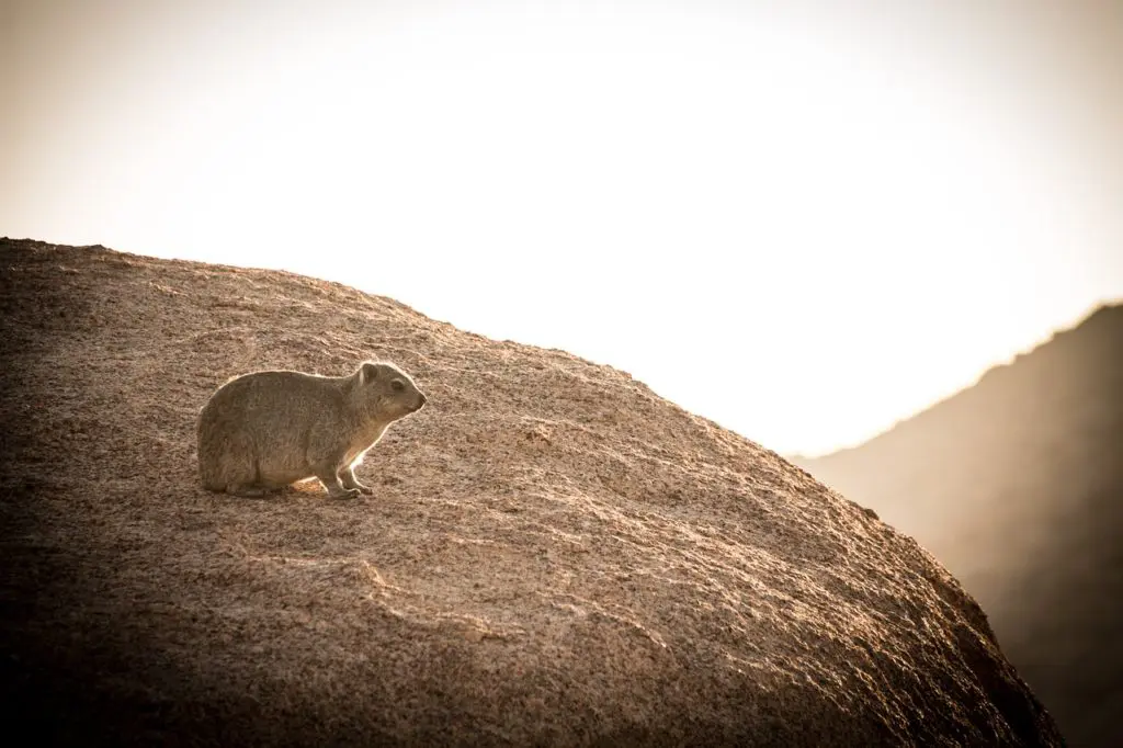 Gros plan sur un daman des rochers évoluant sur le site de Spitzkoppe