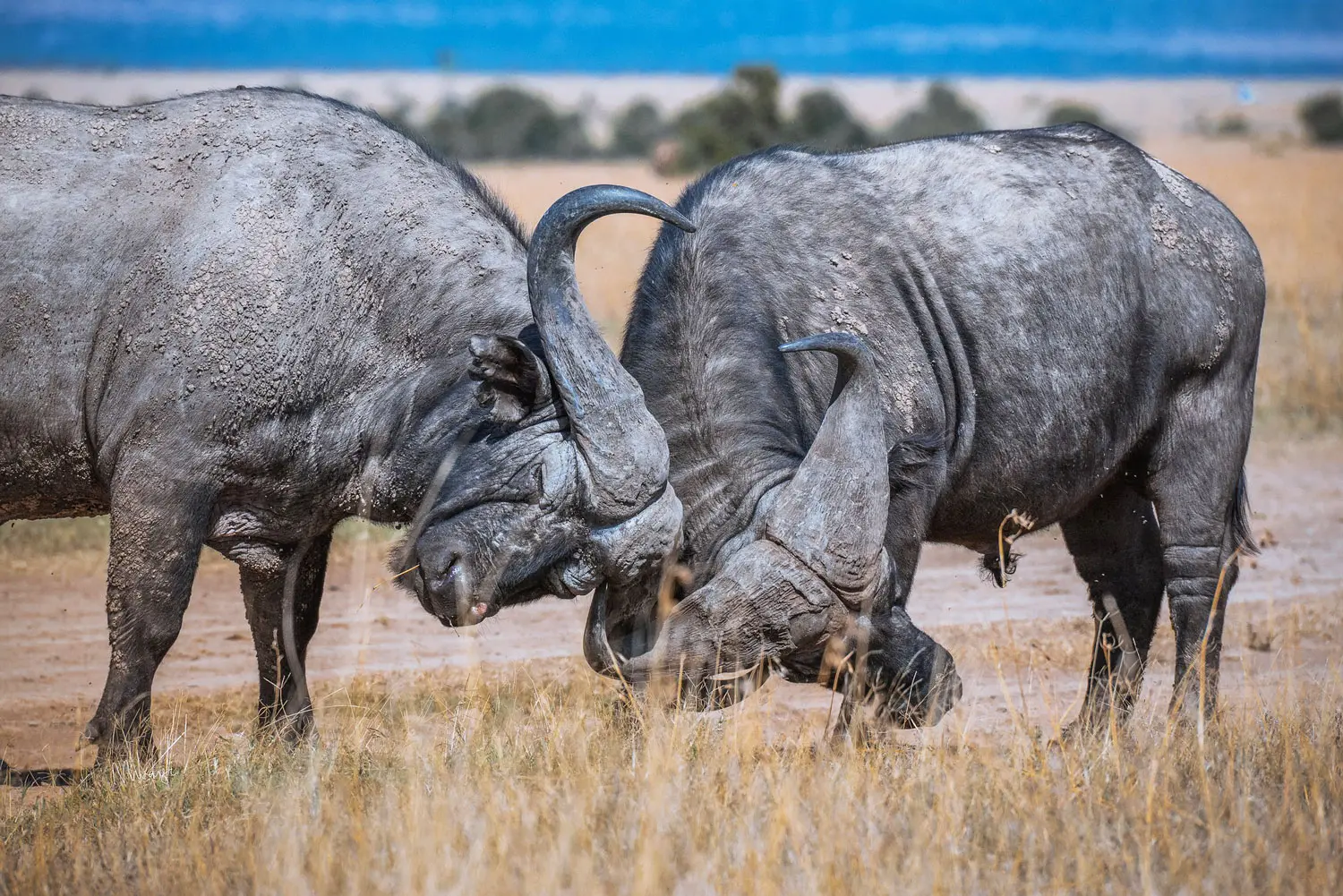 Deux buffles s'affrontent tête à tête avec leur cornes