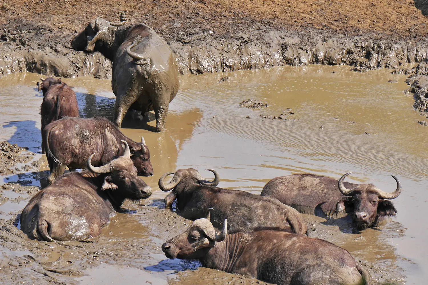 Sept buffles en train de prendre un bain de boue