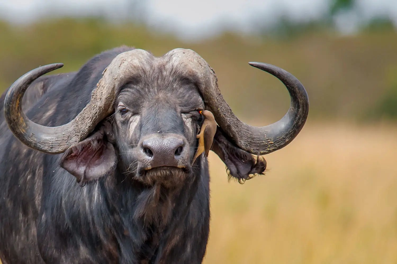 Un buffle vu de face avec un oiseau posé sur son visage