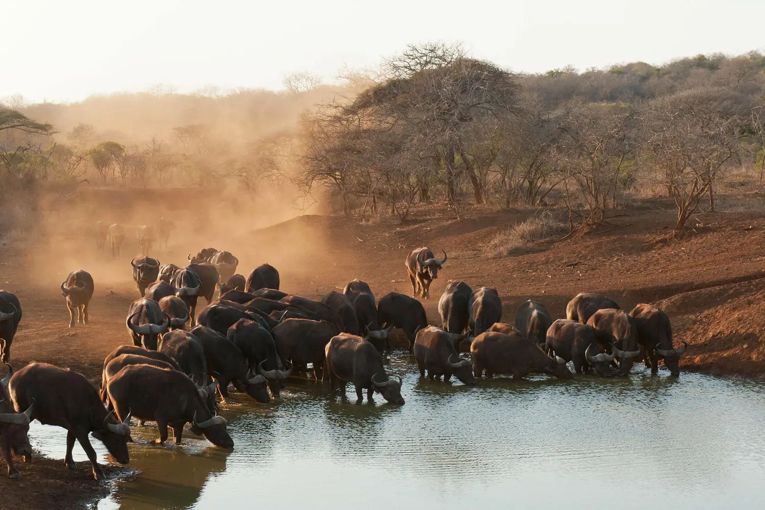 Un troupeau de buffles en train de s'abreuver autour d'un point d'eau