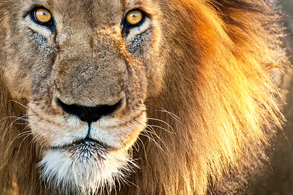 Gros plan sur la tête d'un lion