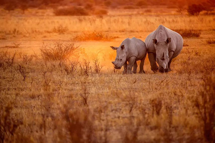 Une rhinocéros avec son petit évolue dans la savane