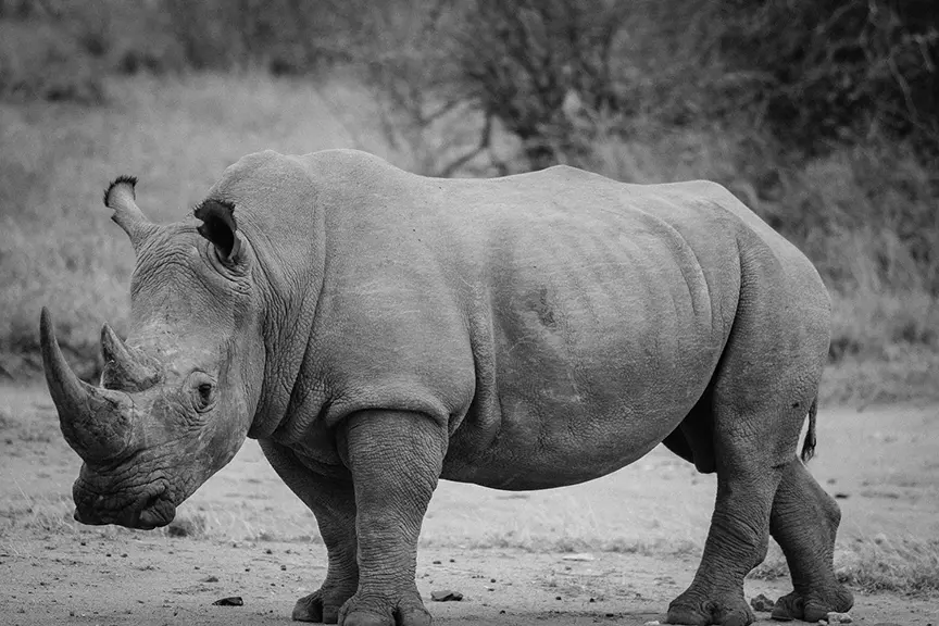 Photo en noir et blanc d'un bébé rhinocéros de profil