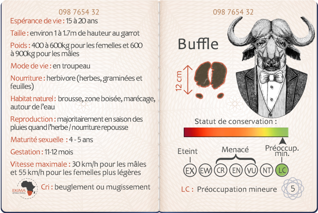 Safari en Afrique australe fiche info du buffle