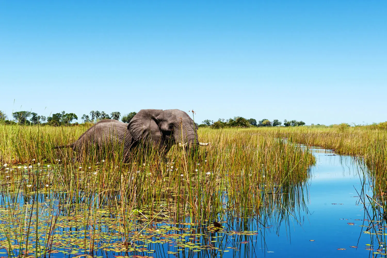 Un éléphant évoluant dans les eaux du Delta de l'Okavango