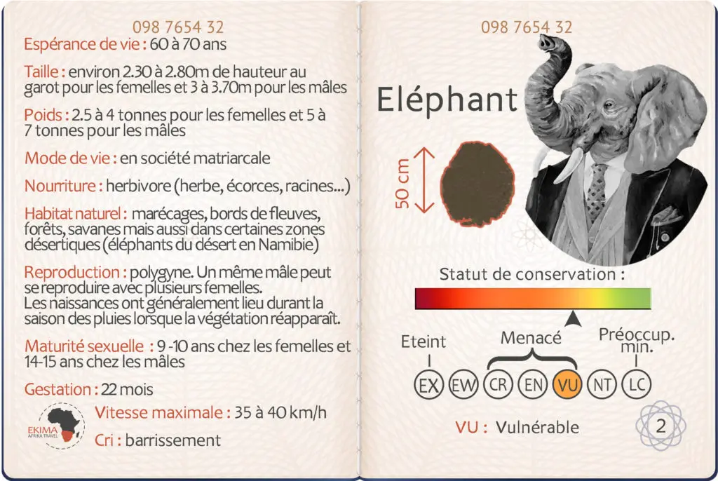 Safari en Afrique australe, fiche info de l'éléphant 