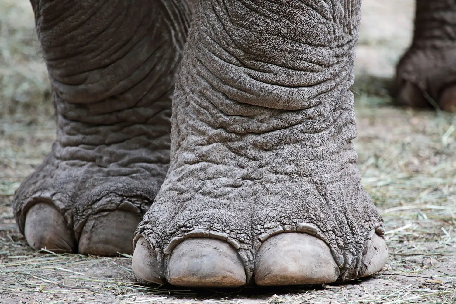 Gros plan sur les pattes d'un éléphant