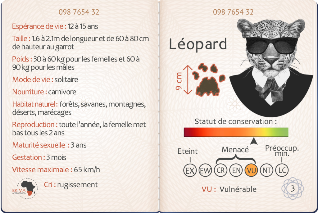 Safari en Afrique australe fiche info du léopard