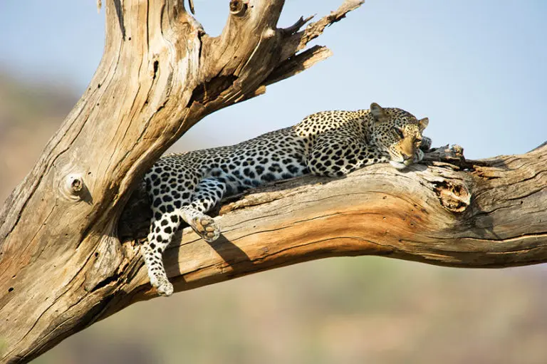 Dans le bush, un léopard dort sur la branche d'un arbre