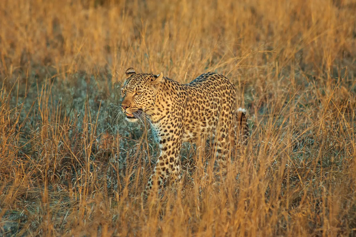 Un léopard marche dans la brousse dans la lumière du soleil