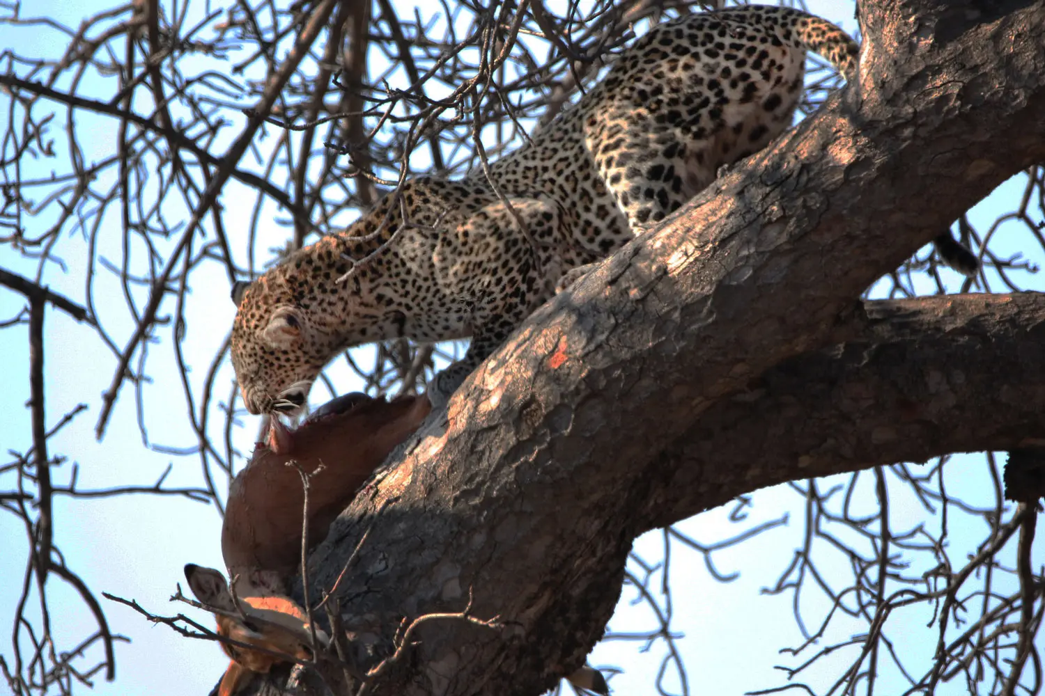 Un léopard est en train de manger sa proie sur la branche d'un arbre