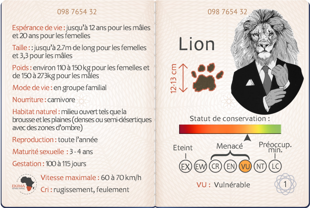 Safari en Afrique australe fiche info du lion