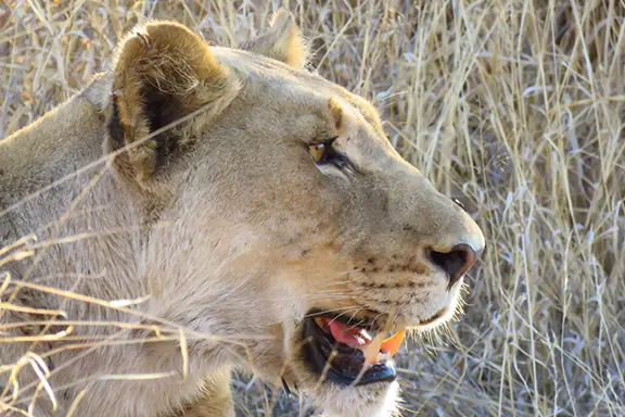 De profil, la tête d'une lionne dans la savane