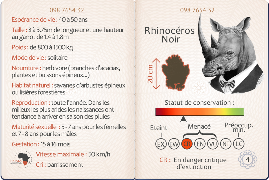 Safari en Afrique australe fiche info du rhinocéros