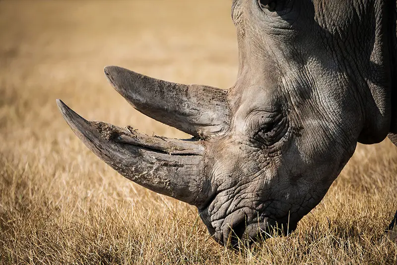 Gros plan sur le profil d'un rhinocéros avec ses cornes abimées