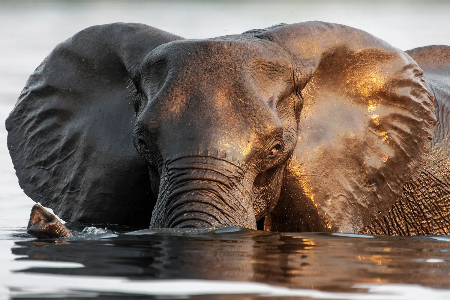 Zoom sur la tête d'un éléphant à demi dans l'eau