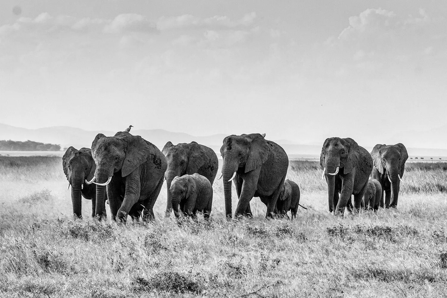 Photo en noir et blanc, un troupeau d'éléphant marche dans la brousse