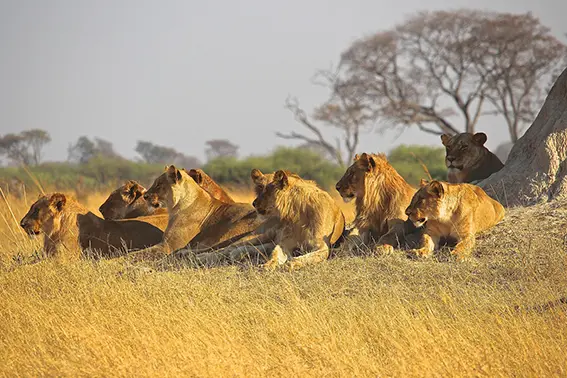 Un groupe de lions assis au pied d'un arbre