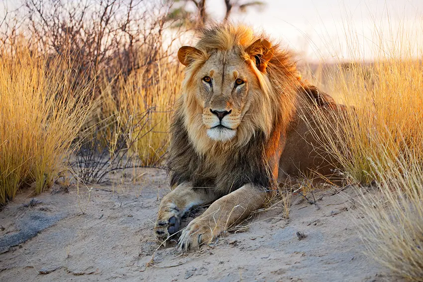 Face caméra, un lion est assis dans le sable et la brousse