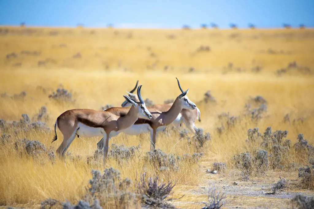 Des springboks regardent l'horizon dans le bush aux tonalités jaunes