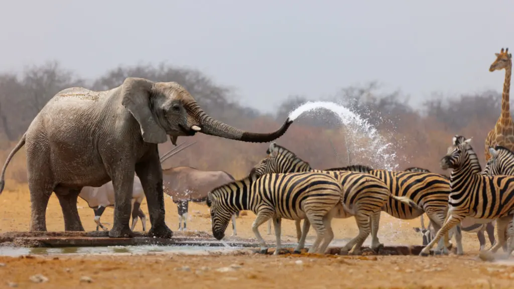 Au pan d'Etosha, un éléphant arrose des zèbres pour les chasser