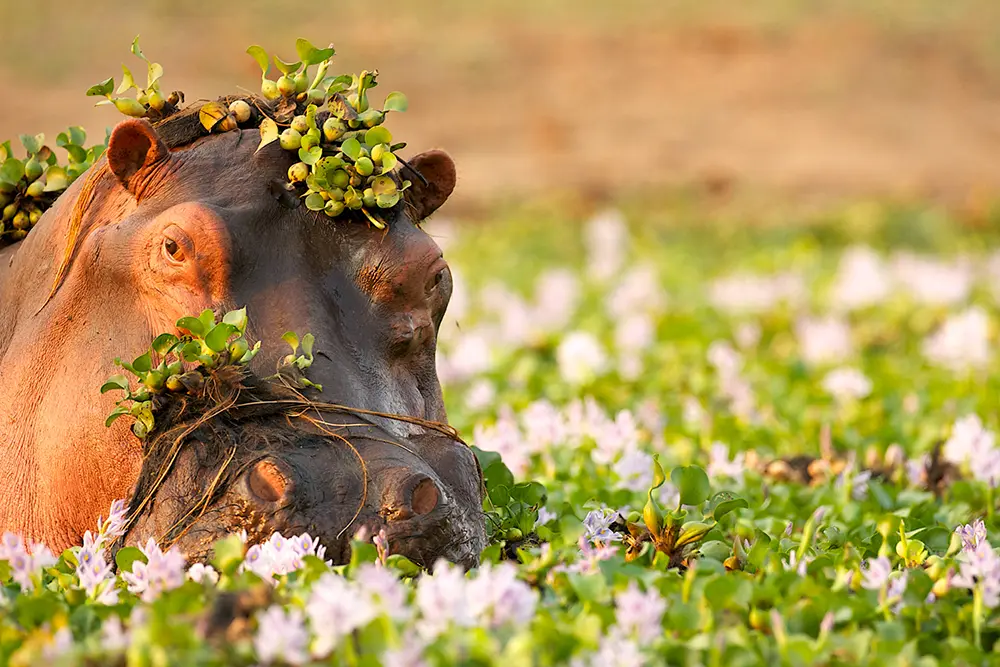 La tête hors de l'eau d'un hyppopotame, recouvert de fleurs blanches et de verdure