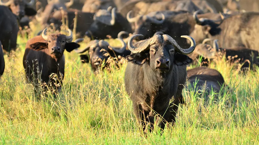 Un troupeau de buffles évoluent dans les herbes bien vertes du delta de l'Okavango
