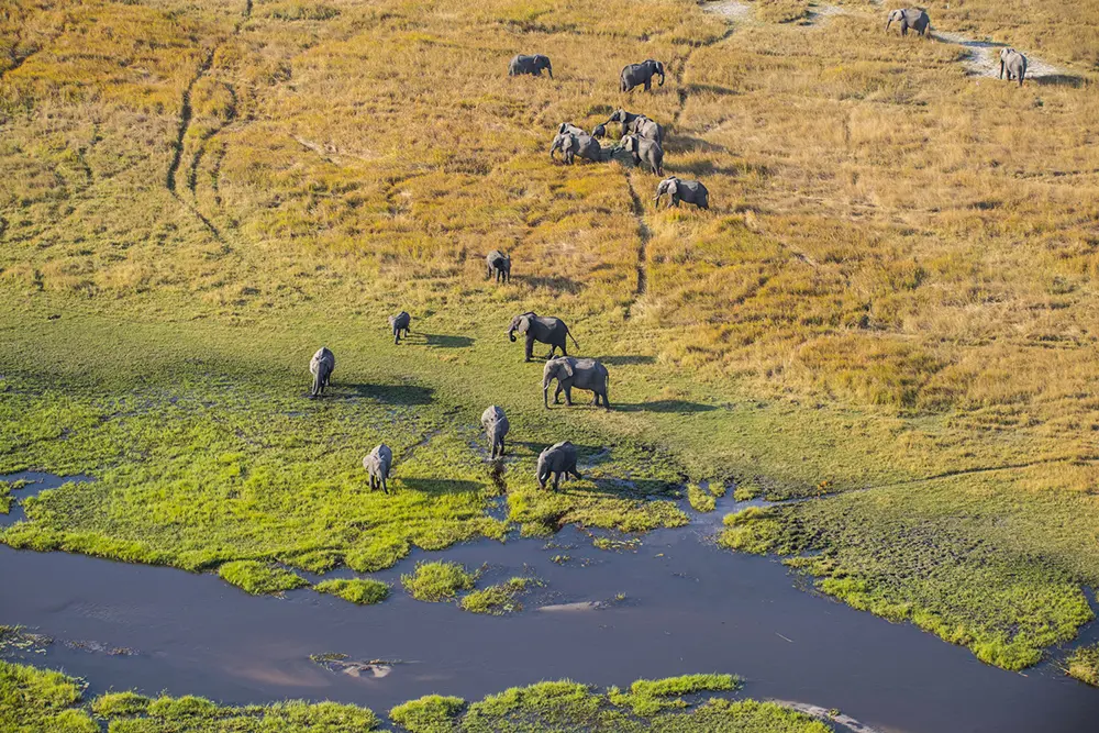 Vue du ciel, un troupeau d'éléphants sillonne les vertes prairies du Delta