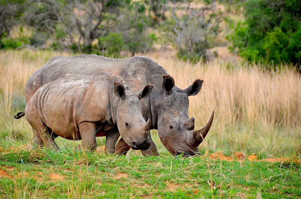 Zoom sur un rhinoceros et son bébé évoluant dans les verts pâturages de l'Okavango