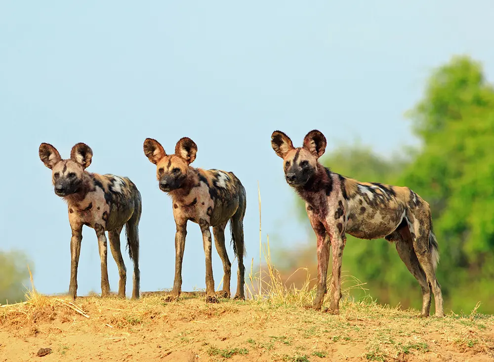 Aux aguets, trois wild dogs scrutent l'horizon