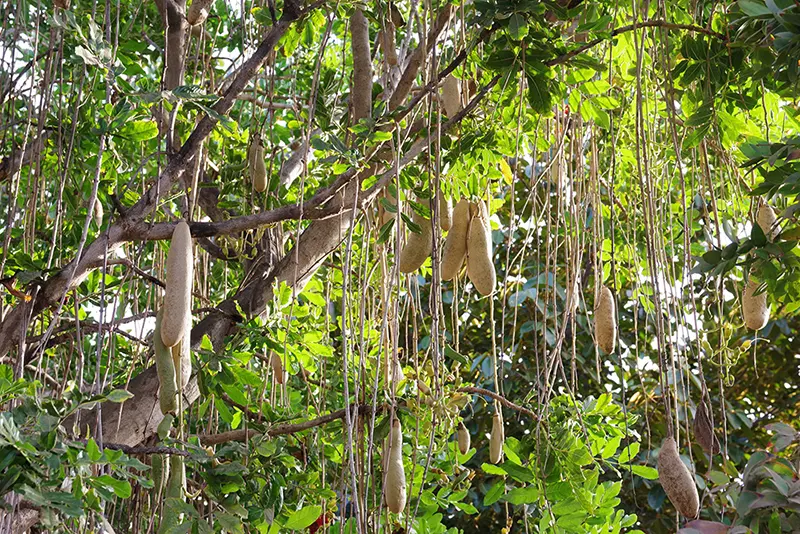 Gros plan sur les feuilles et les fruits d'un arbre à saucisses