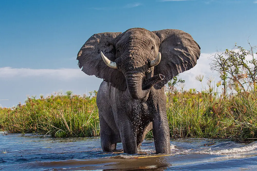 De face, les pieds dans l'eau, un immense pachyderme évolue dans les eaux du delta