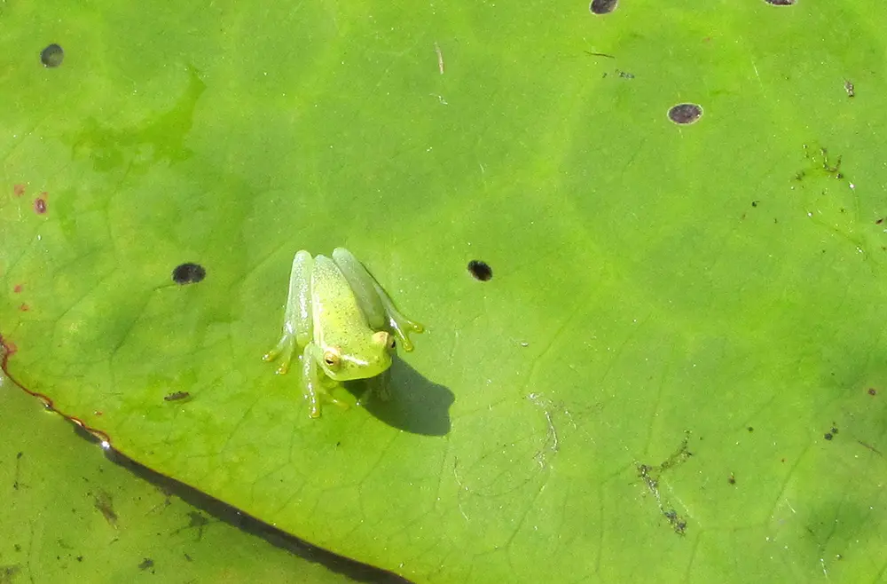Zoom sur une petite grenouille verte évoluant sur un nénuphar de couleur vert vif