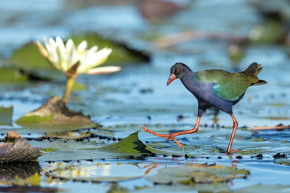 Un oiseau aquatique bleu et vert, le Talève d'Allen, marche au milieu des nénuphars