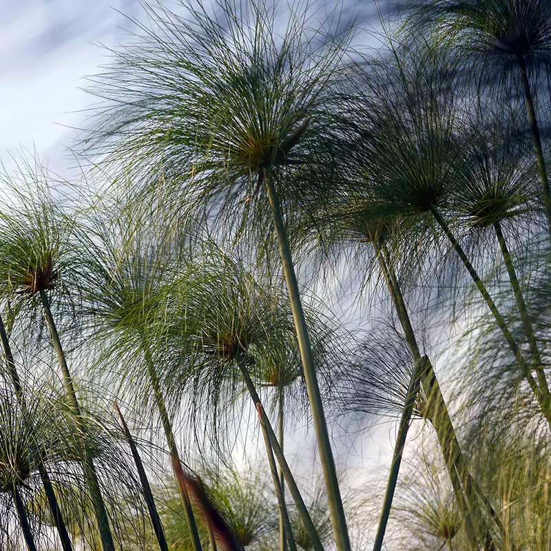 Zoom sur la végétation de l'Okavango avec ces magnifiques papyrus