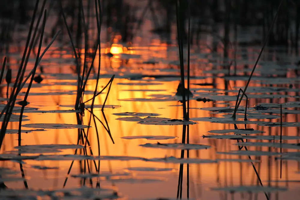 Gros plan sur l'eau orangée du delta de l'Okavango au coucher du soleil