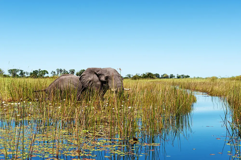 A moitié immergé dans l'eau, un pachyderme évolue dans les eaux et la flore du delta