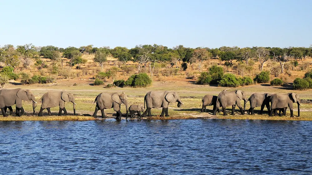 En file indienne, neuf éléphants marchent le long des rives de l'Okavango