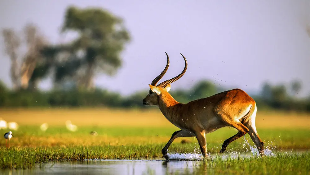 Zoom sur une antilope endémique, le Cobe de Lechwe, qui évolue en terre Okavango